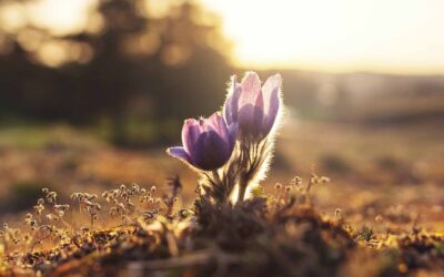 Growth Mindset: The Power of Perspective