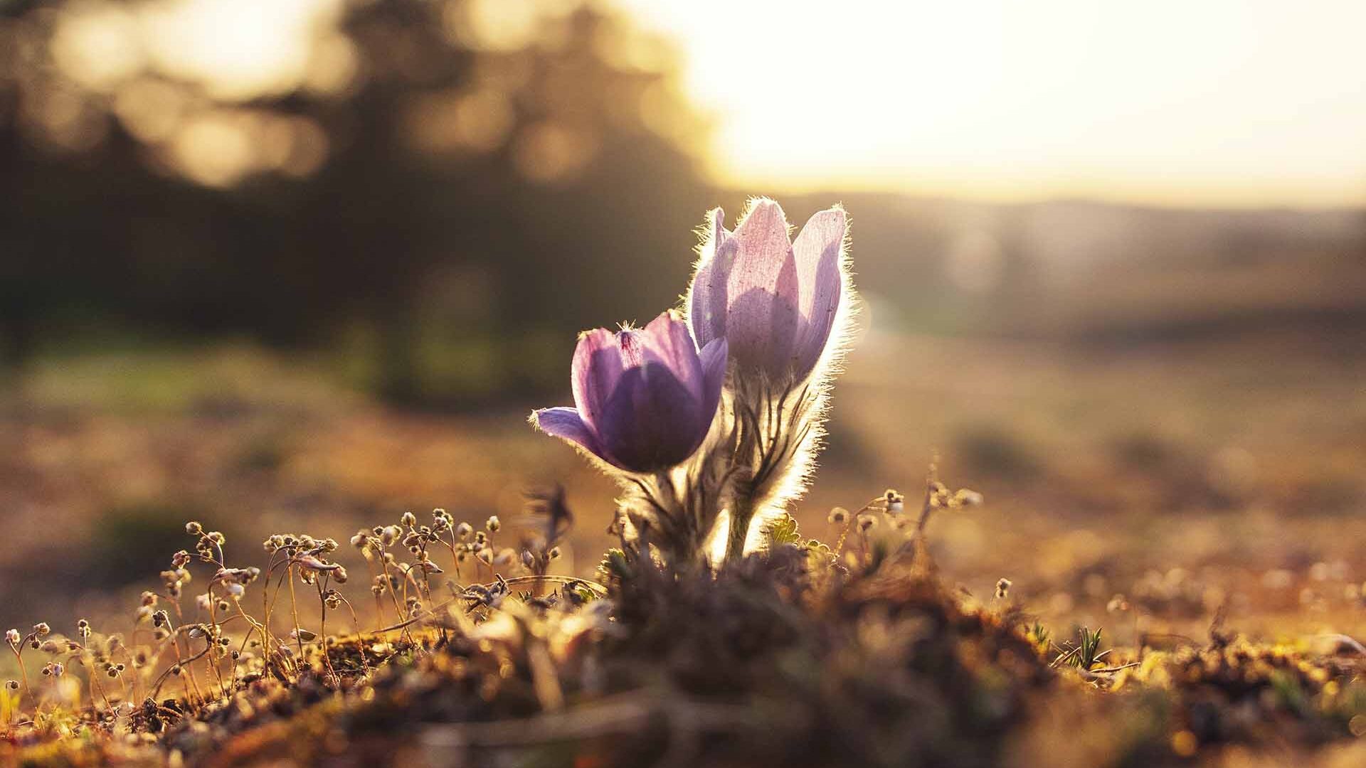 small purple flowers with a golden sunrise in the background. Growth mindset.