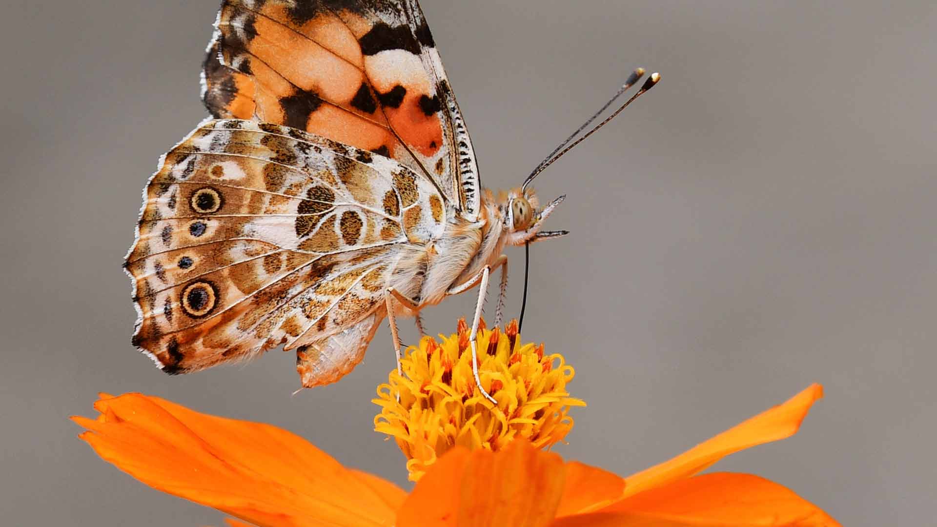 colorful butterfly on orange flower