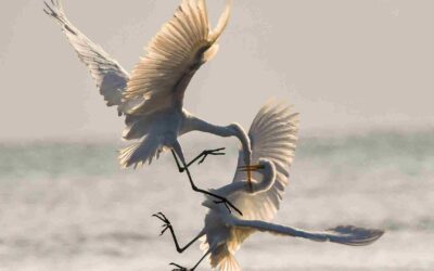 Harmony Unleashed Part 1: Conflict Unraveled