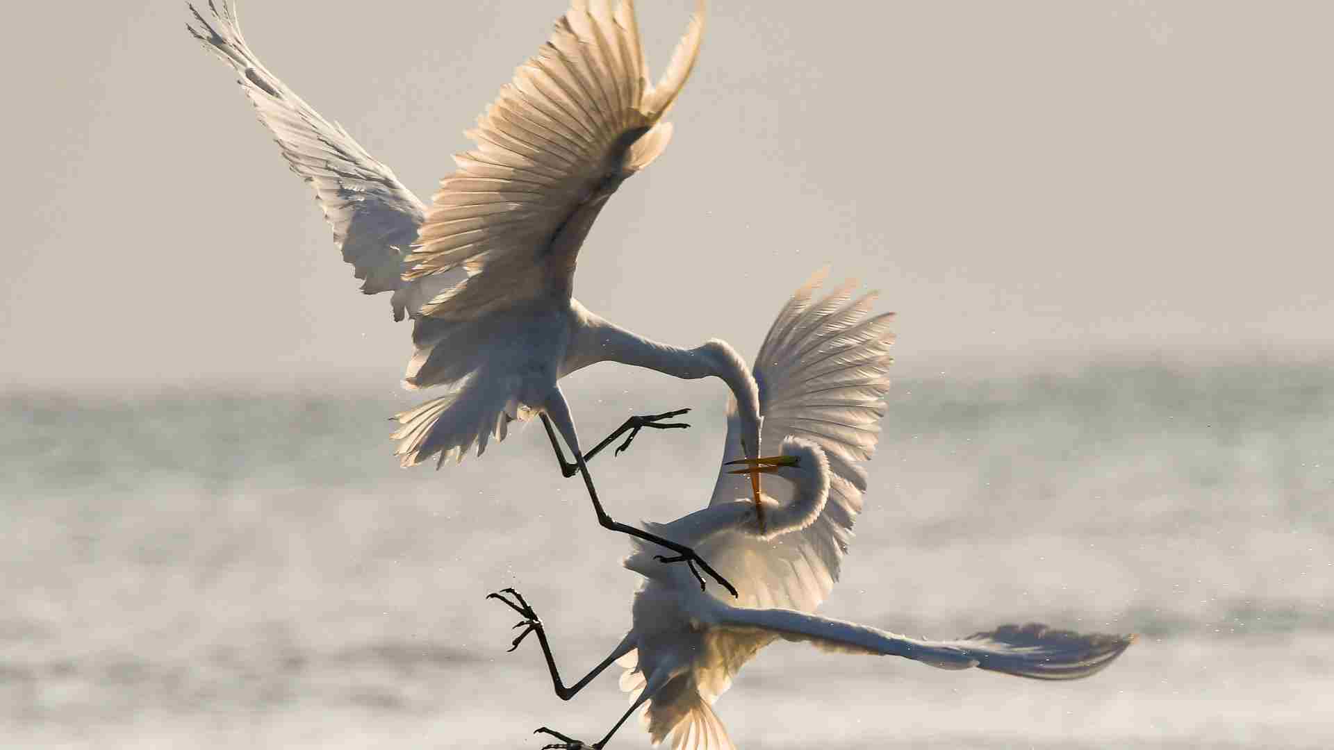 photo of cranes fighting in flight